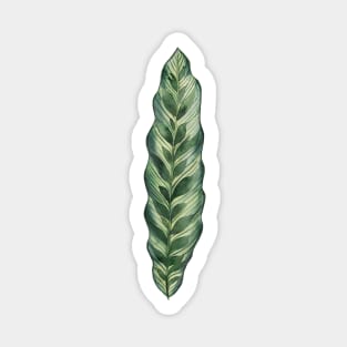 Simple Calathea Leaf Sticker